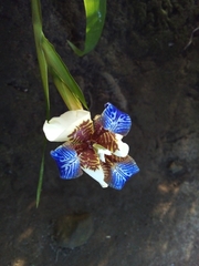 Trimezia gracilis