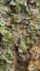 Melanelixia glabratula