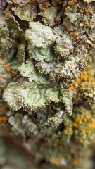 Melanelixia glabratula