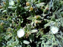 Delosperma guthriei