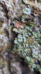 Melanelixia glabratula