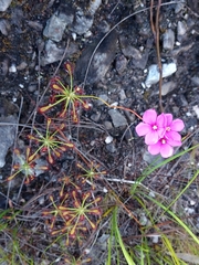Drosera glabripes