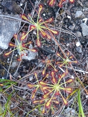 Drosera glabripes