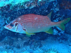 Sargocentron spiniferum