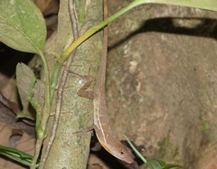 Anolis polylepis