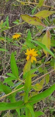 Wedelia calycina