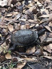 Terrapene carolina major