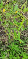 Wedelia calycina