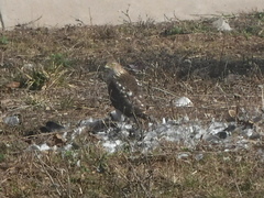 Accipiter cooperii