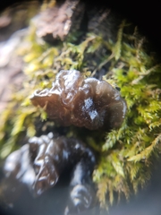 Collema subflaccidum