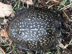 Terrapene carolina major