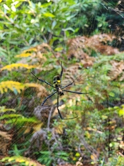 Trichonephila fenestrata