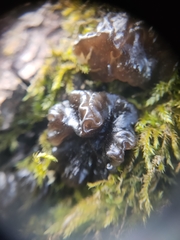 Collema subflaccidum