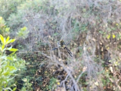 Trichonephila fenestrata