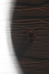 Toxonotus cornutus
