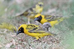 Ploceus cucullatus spilonotus