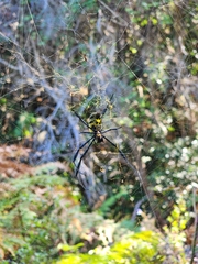 Trichonephila fenestrata