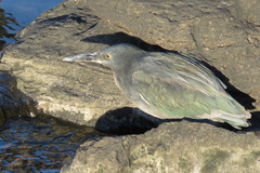 Butorides striata sundevalli