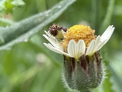 Cyphonia clavigera