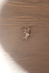 Toxonotus cornutus