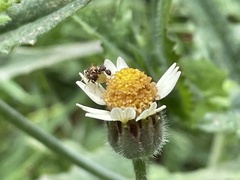 Cyphonia clavigera