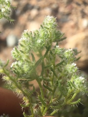 Cryptantha maritima