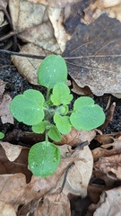 Veronica hederifolia-sublobata-triloba