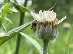Cyphonia clavigera