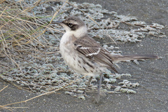 Mimus melanotis