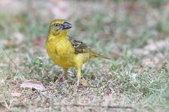 Ploceus cucullatus spilonotus