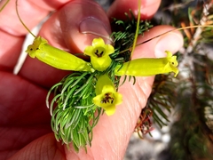 Erica viscaria