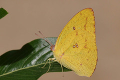 Catopsilia florella