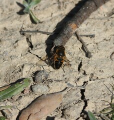 Eristalis tenax