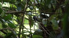 Myrmotherula minor