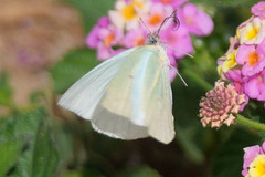 Catopsilia florella