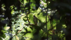 Accipiter bicolor