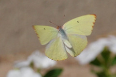 Catopsilia florella