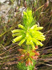 Erica viscaria