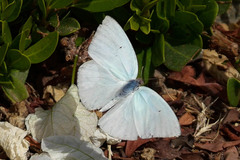 Catopsilia florella