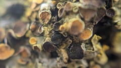 Xanthoriicola physciae