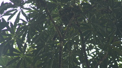 Turdus albicollis