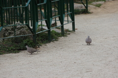 Streptopelia decaocto