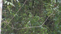 Pachyramphus validus