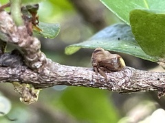 Smiliinae