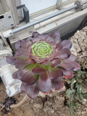 Aeonium arboreum