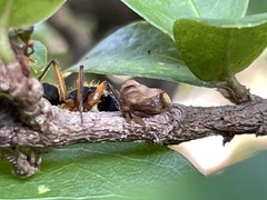 Smiliinae