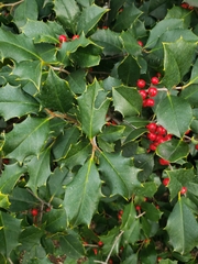 Ilex opaca
