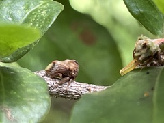 Smiliinae