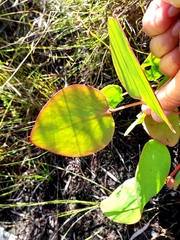 Protea cordata