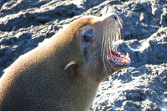 Arctocephalus galapagoensis